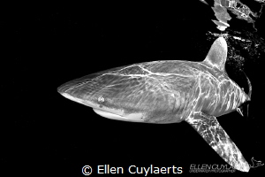 Shark called lefty because of a damaged eye! I've met her... by Ellen Cuylaerts 